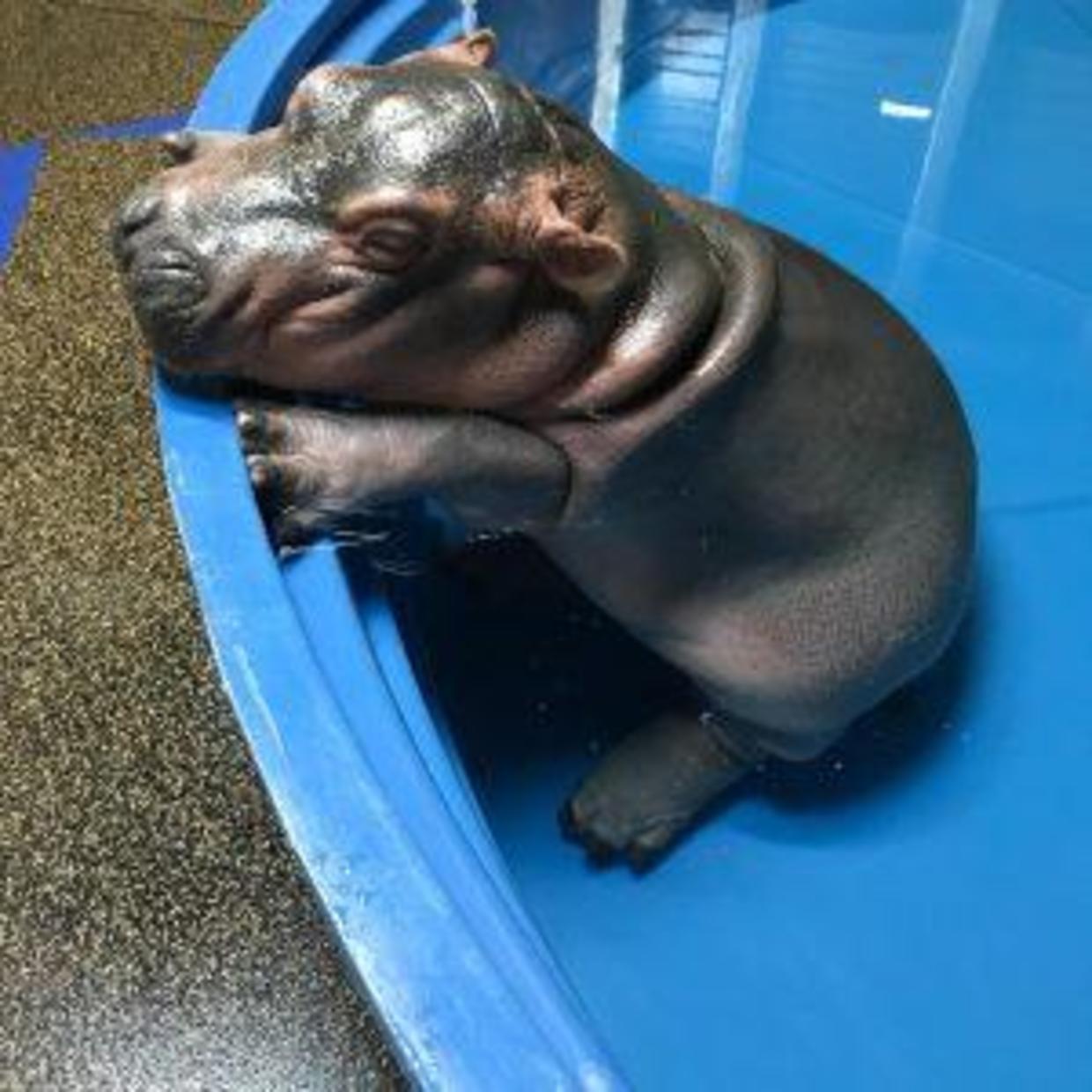 Baby Fiona the Hippo Cincinnati Zoo pictures CBS News