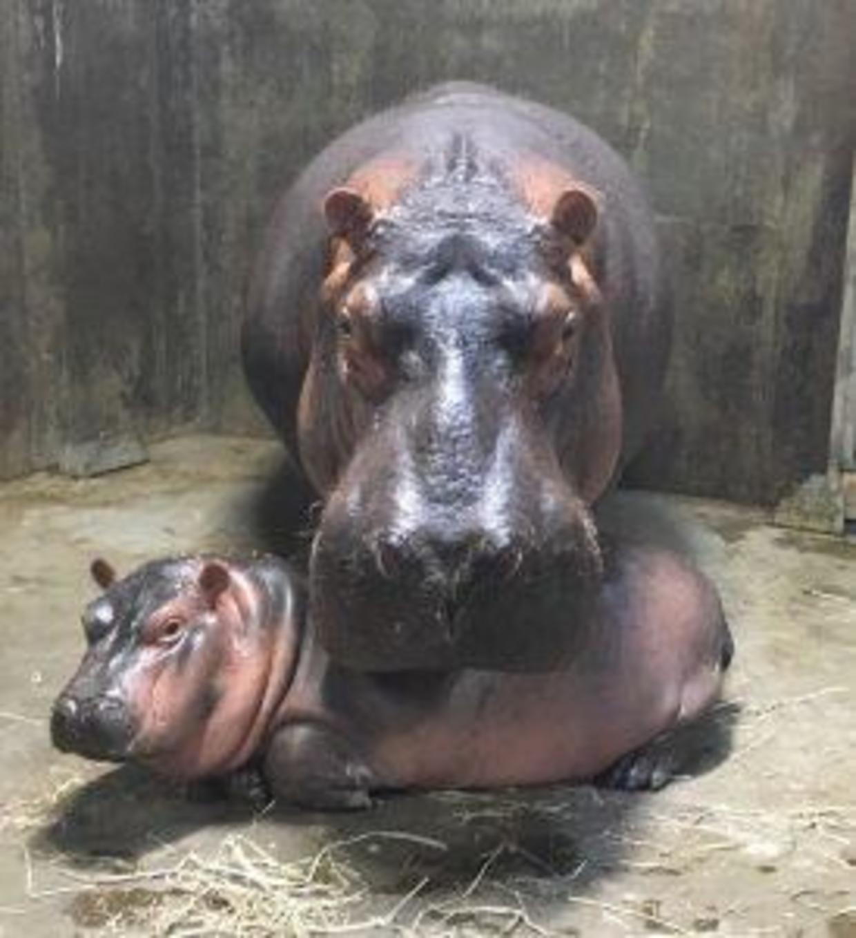 Baby Fiona the Hippo Cincinnati Zoo pictures CBS News