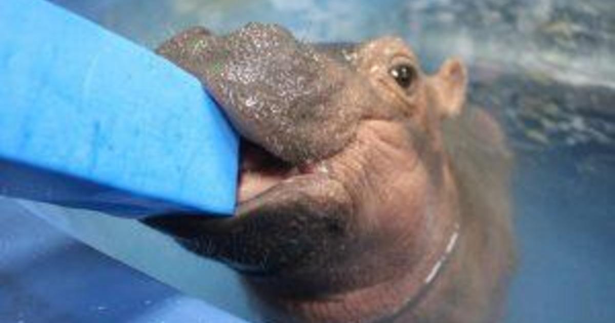 Baby Fiona The Hippo Cincinnati Zoo Pictures Cbs News