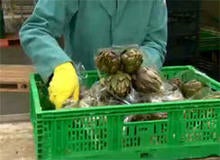artichokes-at-sa-marigosa-244.jpg