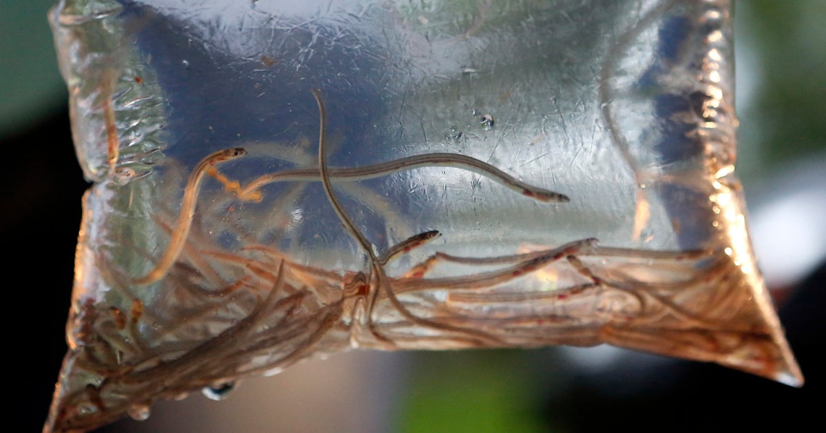 Baby eels' soaring value is hazardous to their health CBS News