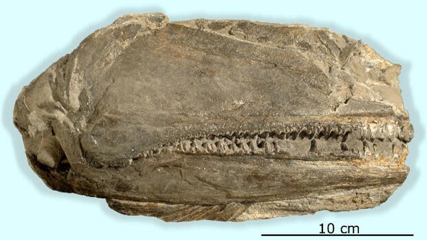 A 26-centimeter-long fossil has preserved the right side of a skull of the newly discovered fish species Birgeria americana.
