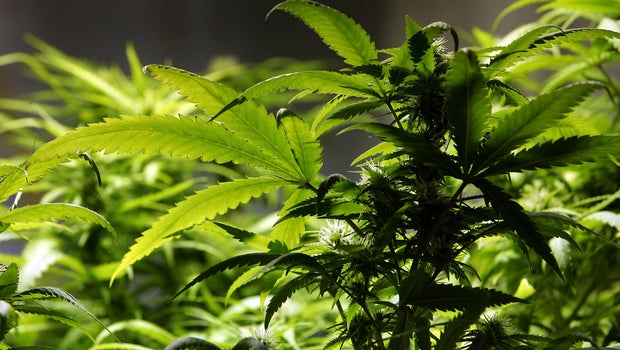 Image result for Legal recreational marijuana prompts cannabis-foodie movement in California