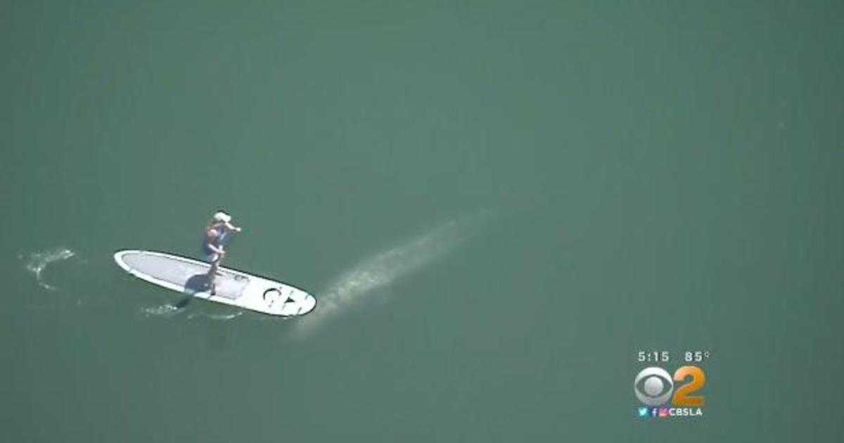 Whale Swims Under Paddleboarders And Kayakers In California Harbor