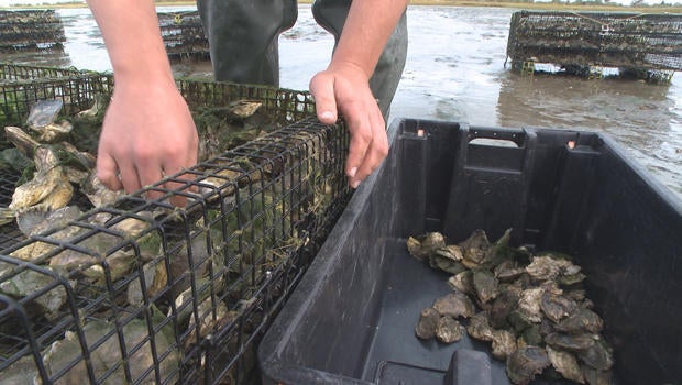oysters-harvesting-620.jpg