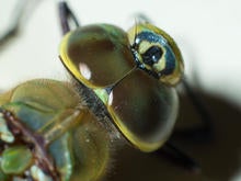 dragonfly-eyes-verne-lehmberg-promo.jpg