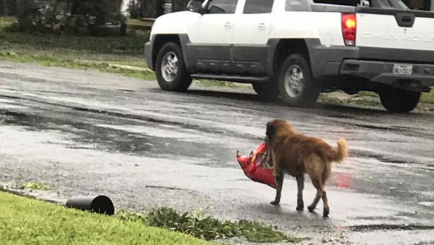 Download Resourceful dog runs away from home, returns with bag of ... Yellowimages Mockups