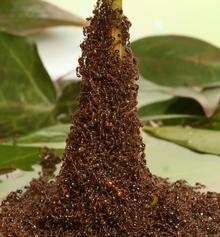 ants2.jpg