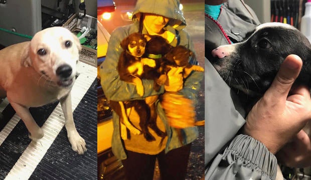 Wings of Rescue