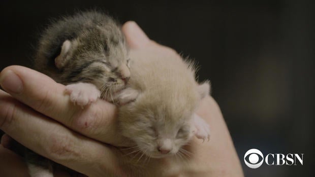 newbornkittens.jpg