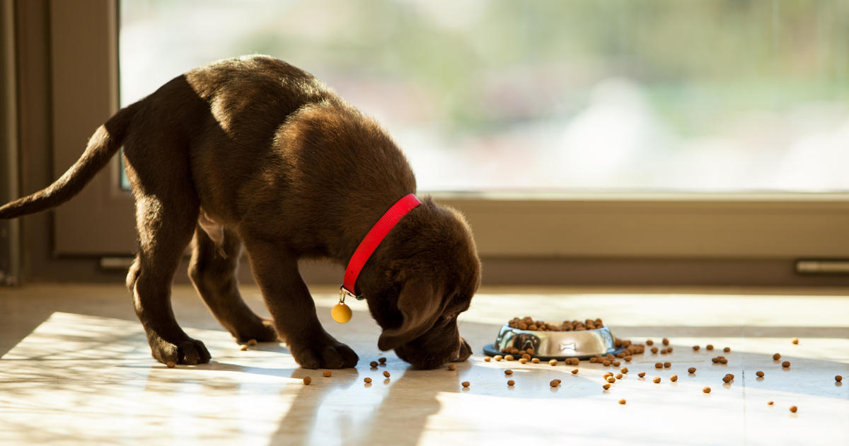More than 100 dogs have died after eating recalled pet food