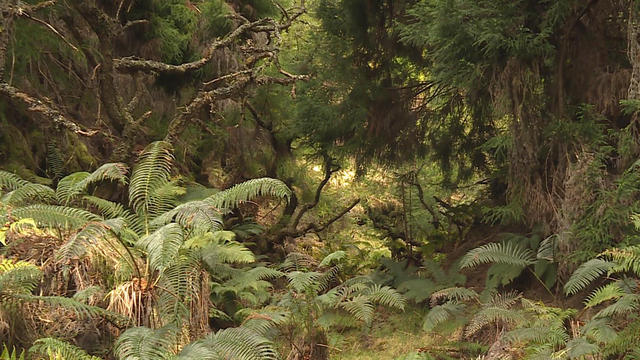 rainforest ceo storm coat