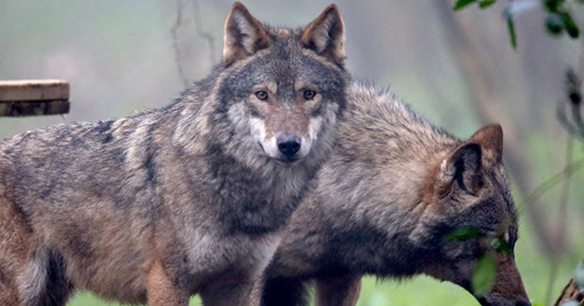 British woman hiking in Greece attacked, devoured by pack of wolves ...