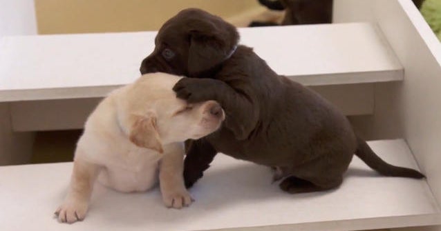 Puppies linked to outbreak of bacterial illness