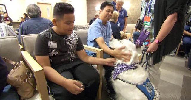 Therapy dogs serve as second responders in Las Vegas