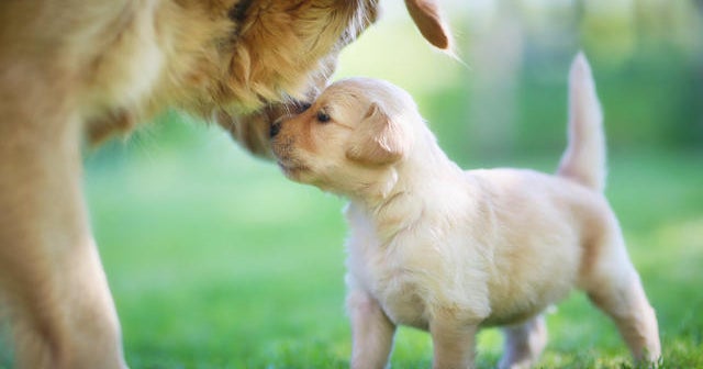 More illnesses traced to outbreak spread by puppies