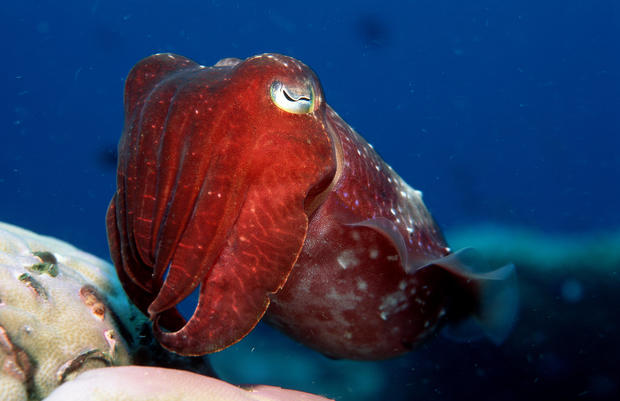 Cuttlefish, Sepia kobiensis, Australia, Pacific Ocean, Great Barrier Reef 