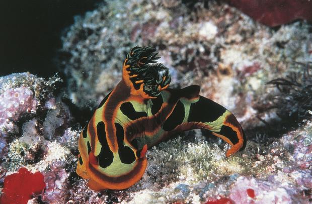 Nudibranch mollusc. Great Barrier Reef, Australia. 
