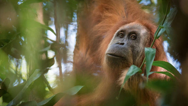 new-orangutan-species-sumatra.jpg