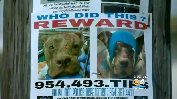 171115-cbsmiami-ollie-pitbull-02.jpg