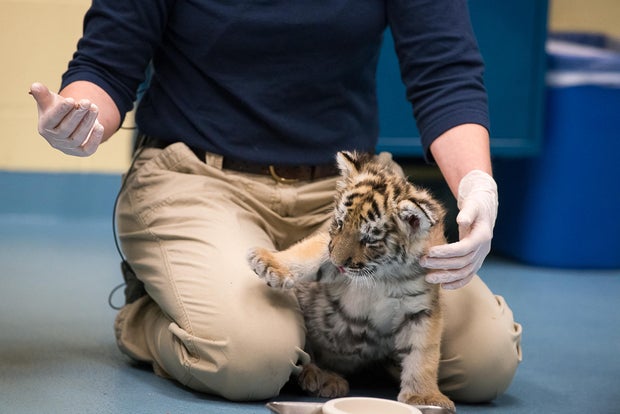 Rare tiger cubs being hand-raised at Pittsburgh Zoo after mother