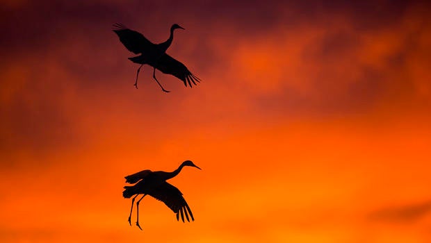 sandhill-cranes-coming-in-for-an-evening-landing-verne-lehmberg-620.jpg