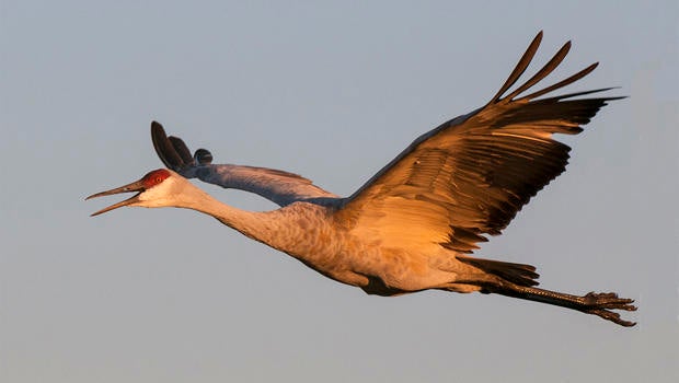 sandhill-crane-flying-out-to-breakfast-verne-lehmberg-620.jpg