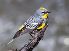 male-yellow-rumped-warbler-on-its-way-to-its-spring-breeding-grounds-verne-lehmberg-promo.jpg