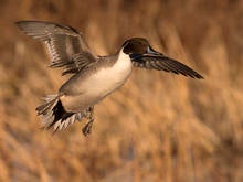 pintail-duck-coming-in-for-a-landing-after-a-long-migration-south-for-the-winter-verne-lehmberg-promo.jpg