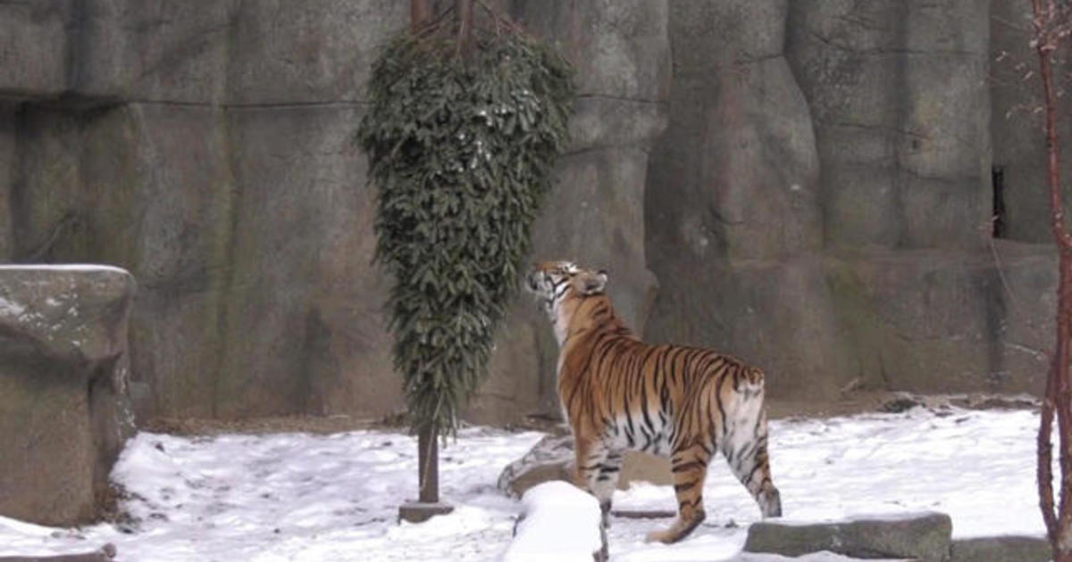 chicago-zoo-animals-enjoying-snow-cbs-news