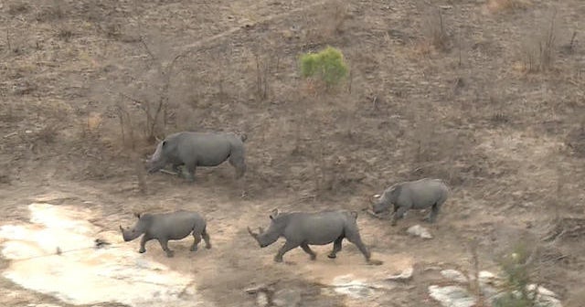 Crackdown on poachers who kill endangered rhinos