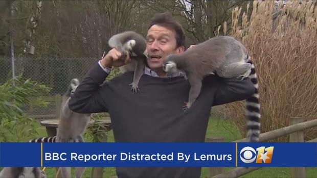 BBC Reporter Mobbed By Lemurs 