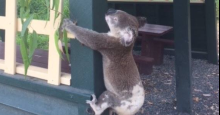 Dead koala screwed to post in Australia sparks widespread anger