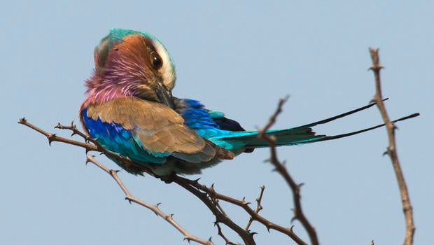 lilac-breasted-roller-preening-in-kruger-national-park-south-africa-verne-lehmberg-620.jpg