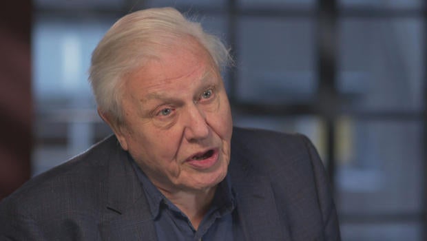 david-attenborough-interview-620.jpg