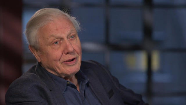 Sir David Attenborough The Voice Of Nature Cbs News