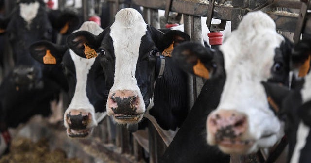 World Wildlife Fund chief: How people produce food is destroying the planet