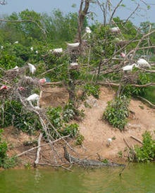 alligator-inadvertently-protecting-rookery-verne-lehmberg-244.jpg