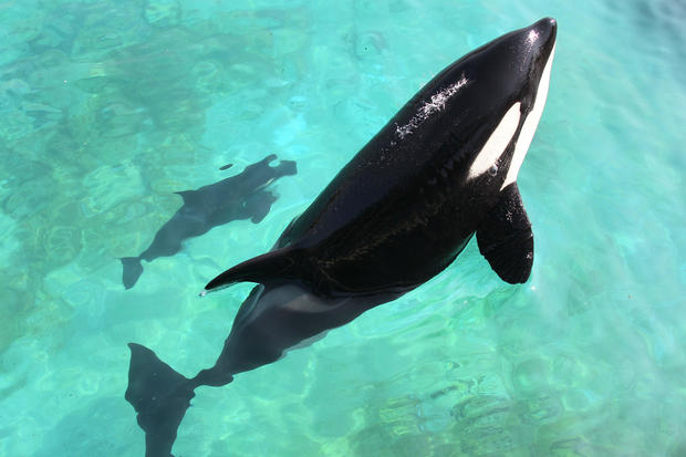 Female orca Wikie swims with her calf bo 