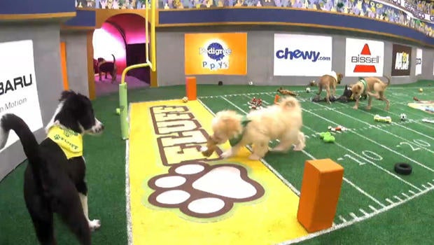 Puppy Bowl 2018 Behind The Scenes With Mr Wigglesworth And The Rest Of The Puppies On Team Ruff And Team Fluff Cbs News
