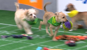 puppy-bowl-puppies-on-run-promo.jpg 