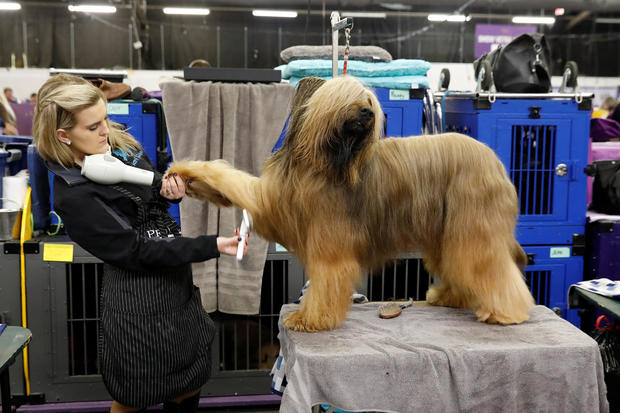 Westminster Kennel Club Dog Show 2018 - CBS News