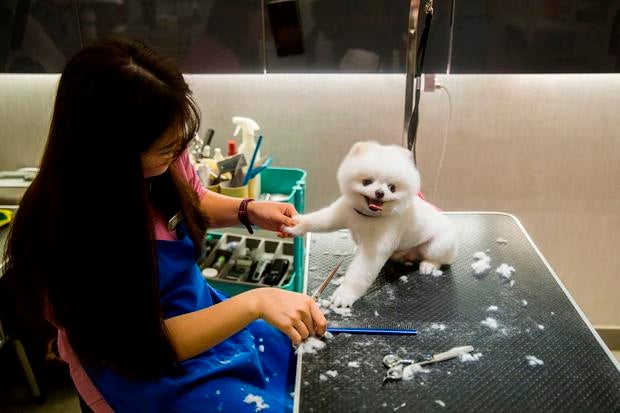 lifestyle-HONG KONG-LIFESTYLE-DOGS