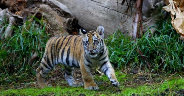 Teen sentenced for smuggling tiger cub