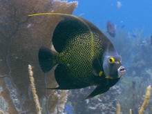 french-angelfish-zigg-livnet.jpg