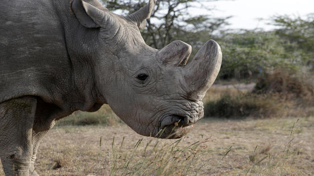 The last surviving male northern white rhino named Sudan is seen at the Ol Pejeta Conservancy in Laikipia, Kenya, June 18, 2017. 