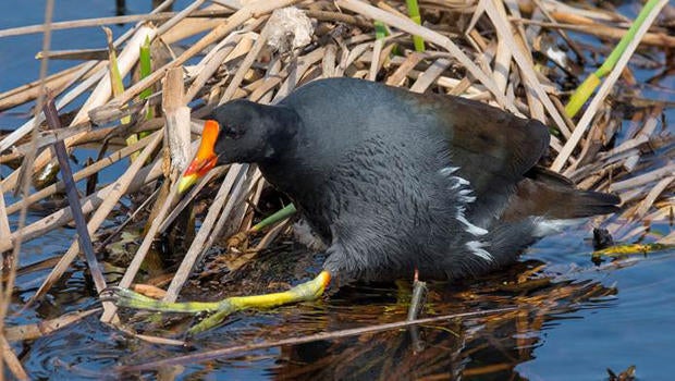 everglades-a-common-gallinule-using-its-huge-feet-to-walk-across-the-marsh-grasses-verne-lehmberg.jpg