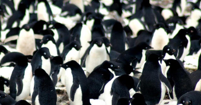 More than a million Adélie penguins found on Antarctic islands - CBS News
