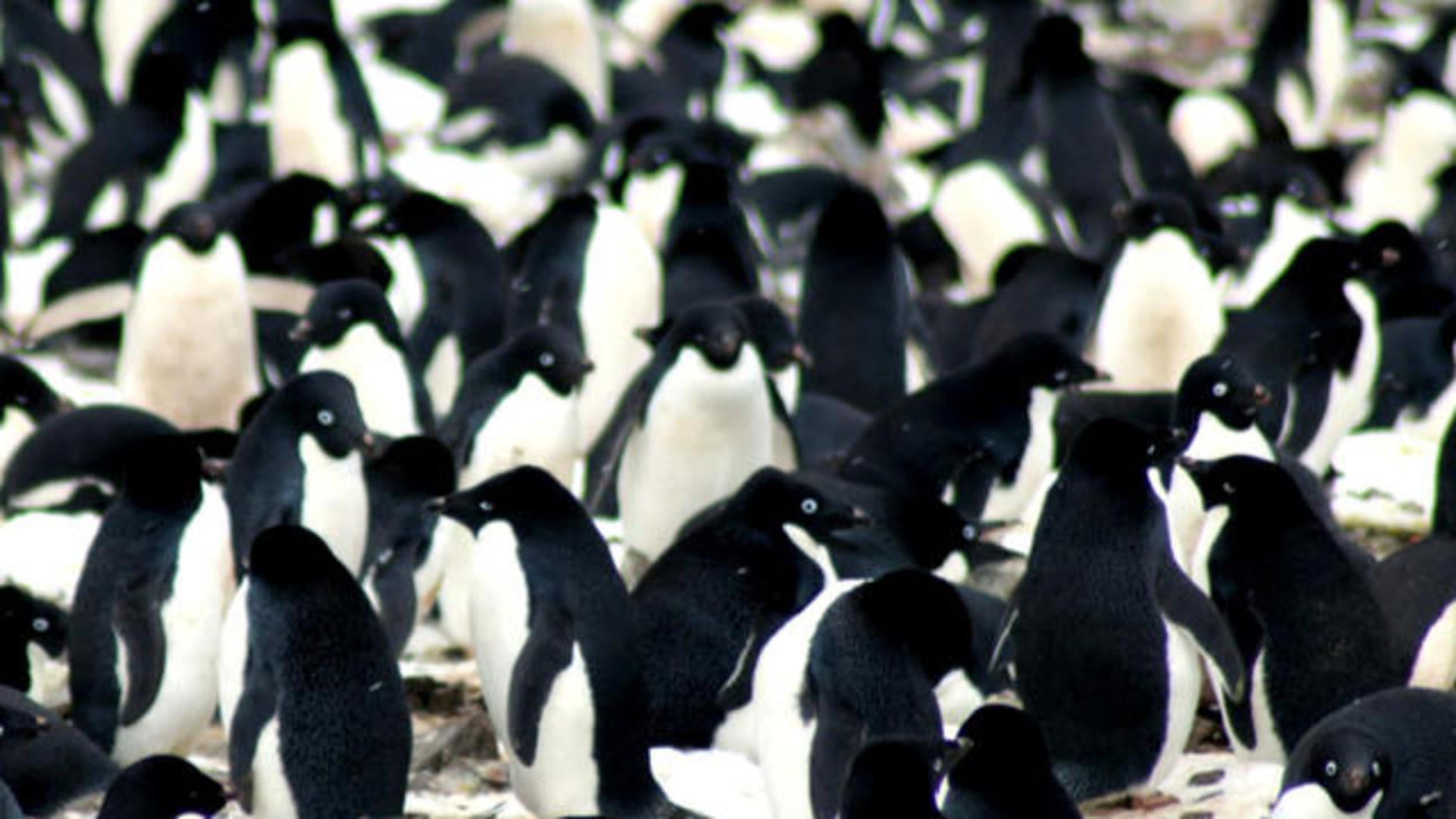 More Than A Million Adelie Penguins Found On Antarctic Islands Cbs News