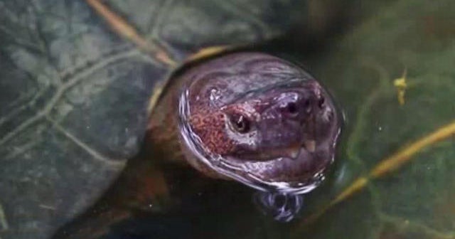 Teacher who fed puppy to snapping turtle in front of students under investigation Teacher who fed puppy to snapping turtle in front of students under investigation